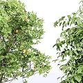 Varied Potted Plants with Fruiting Tree Twisted Foliage and Bamboo in Textured Black Rectangular Planters