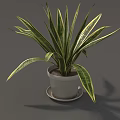 Potted Plant With Green And Yellow Striped Leaves In White Pot On Saucer