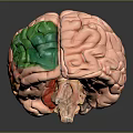 Detailed Human Brain Anatomical Model With Colored Labeled Regions And Structures 3d model