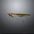 Brown Mantis With Green Wings Long Legs And Antennae On Gray Background