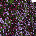 Colorful Floral Backdrop Wall With Pink Purple White Flowers And Green Leaves