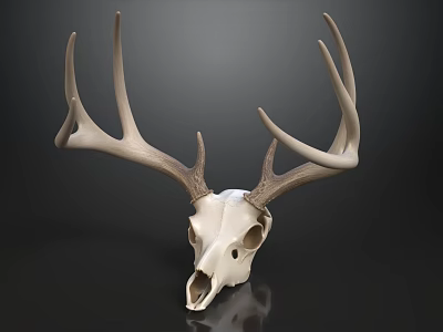 Deer Skull With Large Antlers On Black Background For Decorative 3d model