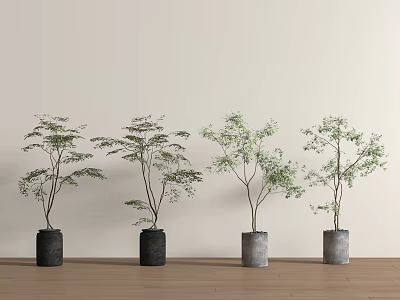 Bonsai Plants In Black And Gray Pots On Wooden Floor Against Light Wall 3d model