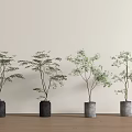 Bonsai Plants In Black And Gray Pots On Wooden Floor Against Light Wall