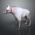 White Hyena With Pink Neck Stripes Standing In Gray Background