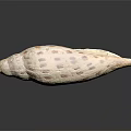 Decorative Ornament Set Featuring White Seashell With Brown Spots On Black Background For Home Decor