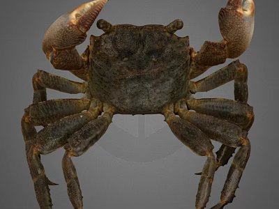 Brown Crab With Large Claws And Detailed Shell Structure On Gray Background 3d model