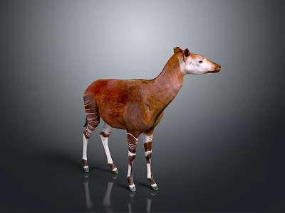 Realistic Okapi Animal Model With Brown Body And White Striped Legs 3d model