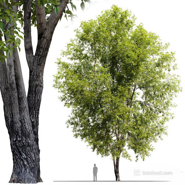 Tall Arbor With Thick Textured Trunk And Lush Green Foliage In Natural Setting 3d model 