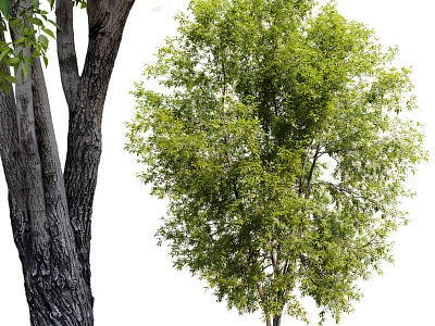 tree plant 3d model