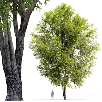 tree plant 3d model