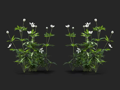 Two Clusters of Plants With White Flowers and Green Leaves on Black Background 3d model