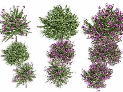 Colorful Flowering Shrubs Featuring Purple Blooms Green Foliage And Various Shapes For Garden Landscaping 3d model