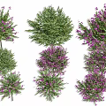 Colorful Flowering Shrubs Featuring Purple Blooms Green Foliage And Various Shapes For Garden Landscaping