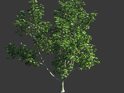 Tall Arbor Featuring Lush Green Foliage Sturdy Trunk And Detailed Branches 3d model