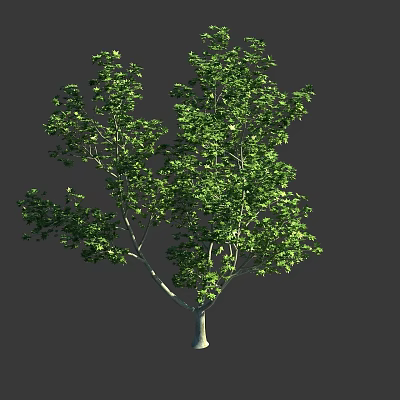 Tall Arbor Featuring Lush Green Foliage Sturdy Trunk And Detailed Branches 3d model