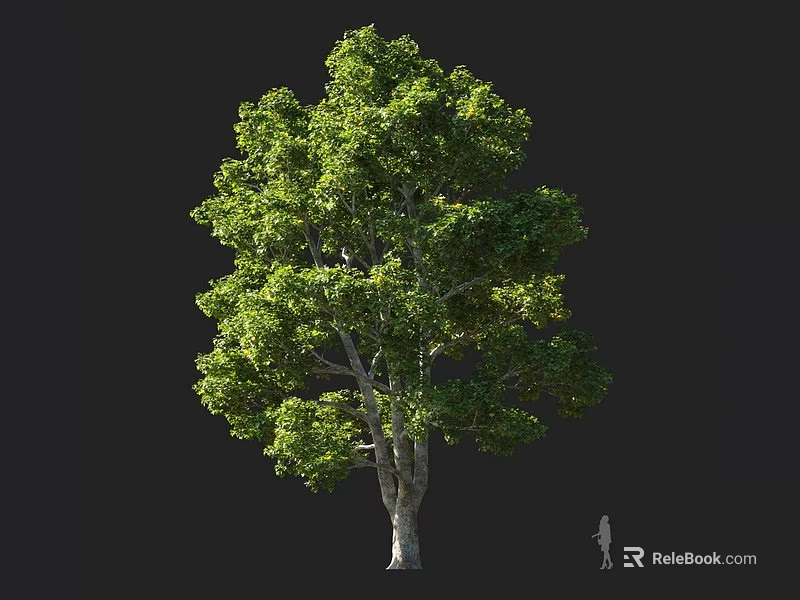 Tall Green Arbor With Lush Foliage And Thick Trunk Next To Small Figure 3d model 