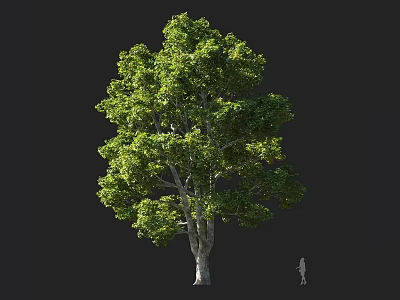 Tall Green Arbor With Lush Foliage And Thick Trunk Next To Small Figure 3d model