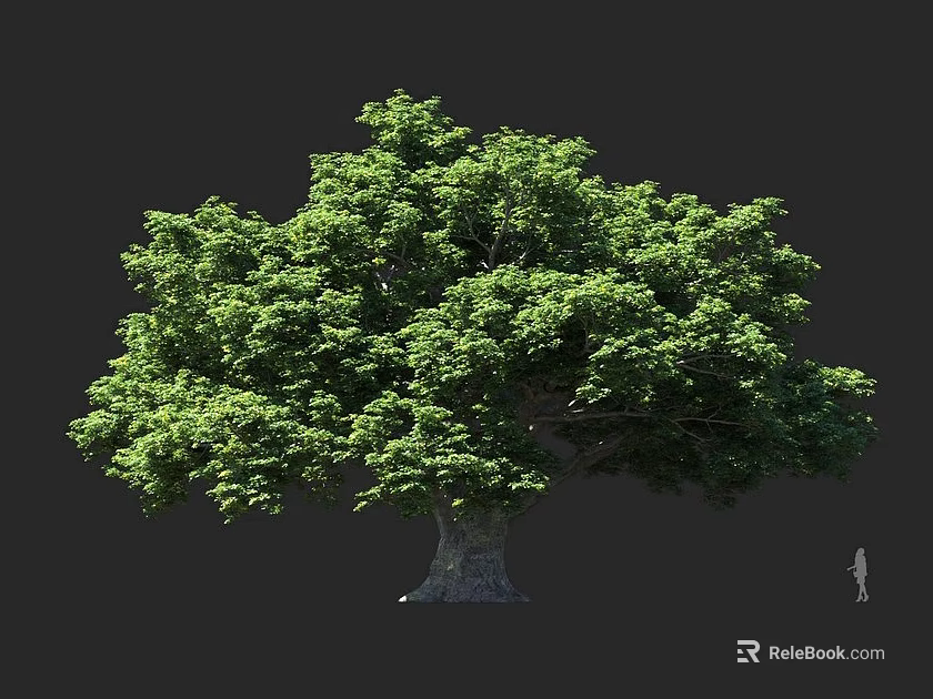 Large Arbor Tree With Lush Green Foliage Thick Trunk And Human Silhouette Against Dark Background 3d model 