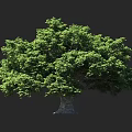 Large Arbor Tree With Lush Green Foliage Thick Trunk And Human Silhouette Against Dark Background