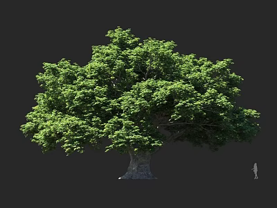 Large Arbor Tree With Lush Green Foliage Thick Trunk And Human Silhouette Against Dark Background 3d model