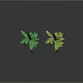 Two Green Corn Plants With Long Leaves And Developing Corn Cobs Against Dark Background