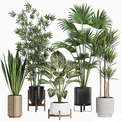 Stylish Indoor Potted Green Plants with Bamboo Palm and Snake Plant in Decorative Pots 3d model