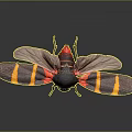 Vibrant Striped Cicada With Red Body Black Head And Yellow Striped Wings