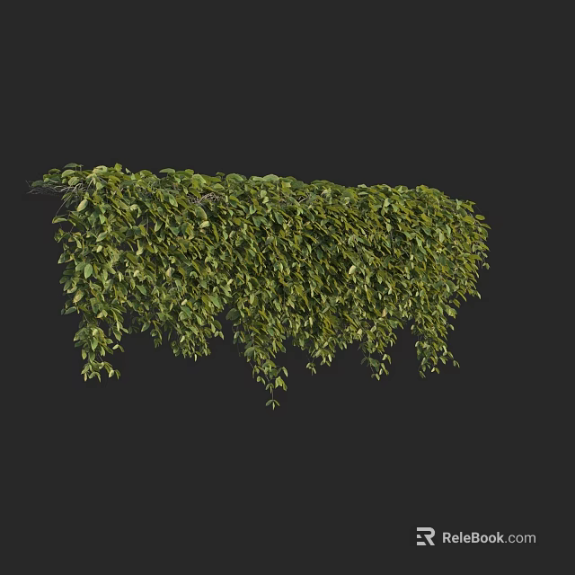 Green Vine Plants With Lush Hanging Branches And Dense Foliage Coverage 3d model 