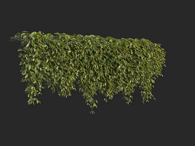 Green Vine Plants With Lush Hanging Branches And Dense Foliage Coverage 3d model