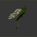Vibrant Plant Featuring Large Green Leaves White Small Flowers And Unopened Buds On Gray Background