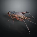Detailed Close Up Of Reptile With Long Legs And Textured Exoskeleton On Black Surface