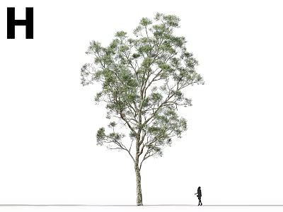 Tall Tree With Lush Green Leaves And A Person Standing Nearby In Open Area 3d model