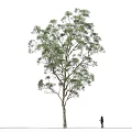 Tall Tree With Lush Green Leaves And A Person Standing Nearby In Open Area