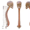 Human Spine Anatomical Model Medical Device With Detailed Vertebrae And Structural Views
