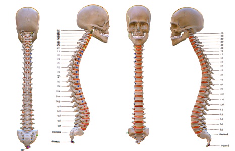 Modern Human Spine Medical Spine Vertebrae Skull Bone Human Spine Lumbar Vertebrae Thoracic Vertebrae 3d model