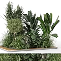Various Bonsai Potted Plants With Lush Green Leaves And Different Leaf Shapes On Wooden Tray