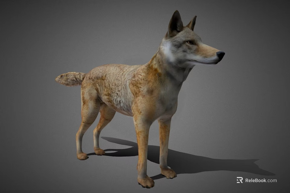 Realistic 3D Wolf Model In Standing Pose With Tan Colored Fur And Gray Background 3d model