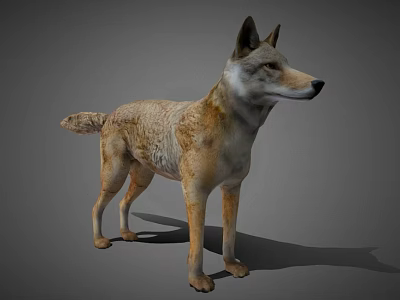 Realistic 3D Wolf Model In Standing Pose With Tan Colored Fur And Gray Background 3d model