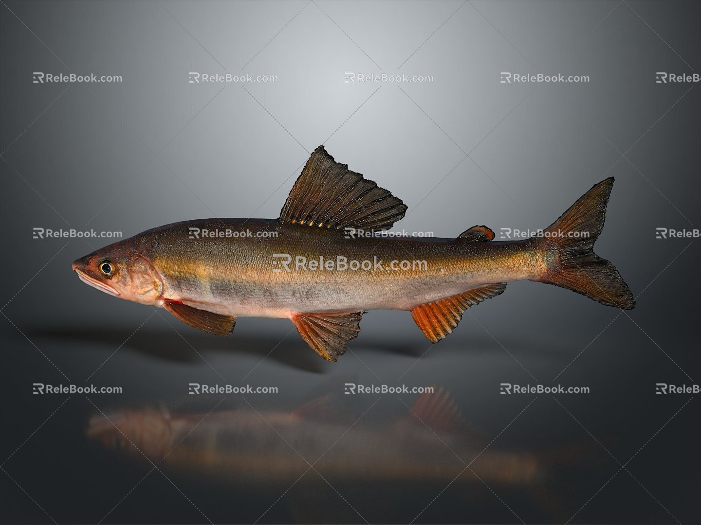 Fish Freshwater Fish Sea Fish Animal Game Animal Cartoon Animal Realistic Animal 3d model