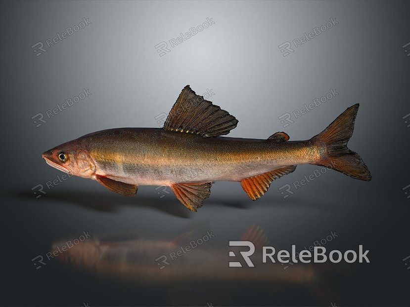 Fish Freshwater Fish Sea Fish Animal Game Animal Cartoon Animal Realistic Animal model