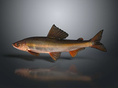 Brown and Orange Aquatic Fish with Fins and Tail Isolated on Gray Background 3d model