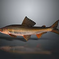 Fish Freshwater Fish Sea Fish Animal Game Animal Cartoon Animal Realistic Animal 3d model