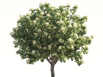 Lush Tree With Dense Green Leaves And White Blossoms Beautiful Garden Plant Appearance 3d model