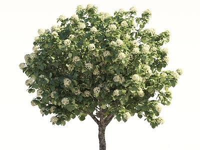 Hydrangea Tree Landscape Shrub Tree Flower-bed Tree Pond Street Tree model