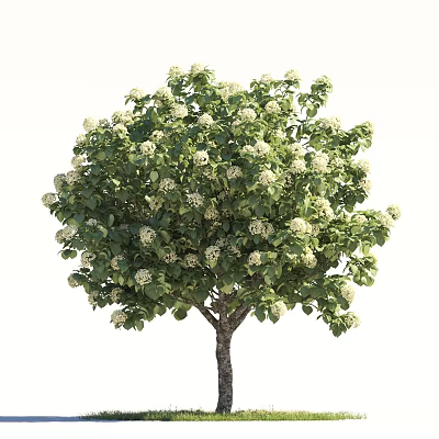 Lush Tree With Dense Green Leaves And White Blossoms Beautiful Garden Plant Appearance 3d model