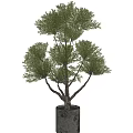 Ornamental Bonsai Plant with Thick Trunk and Lush Green Foliage for Home Decor