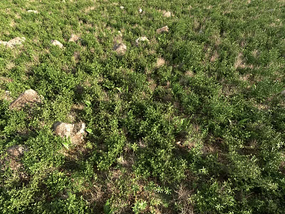 Lush Green Plants Growing in Natural Open Grassland With Scattered Stones 3d model