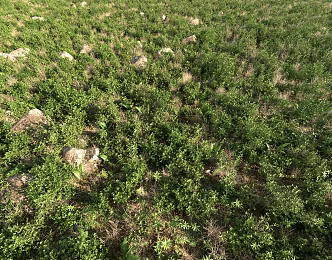 realistic grass flowers 3d model