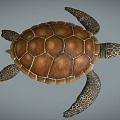 Modern Turtle 3d model